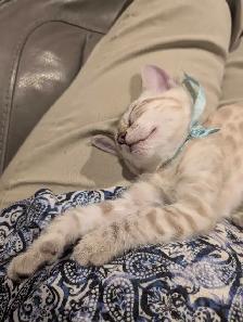 BENGAL KITTENS - Photo 5