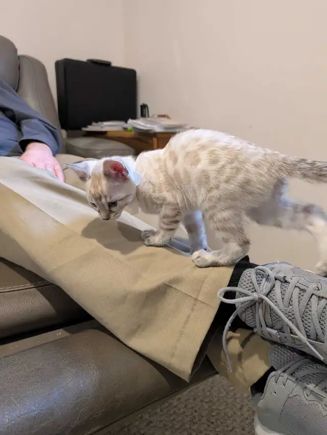 BENGAL KITTENS - Photo 6