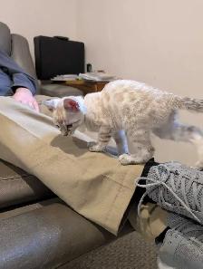 BENGAL KITTENS - Photo 6