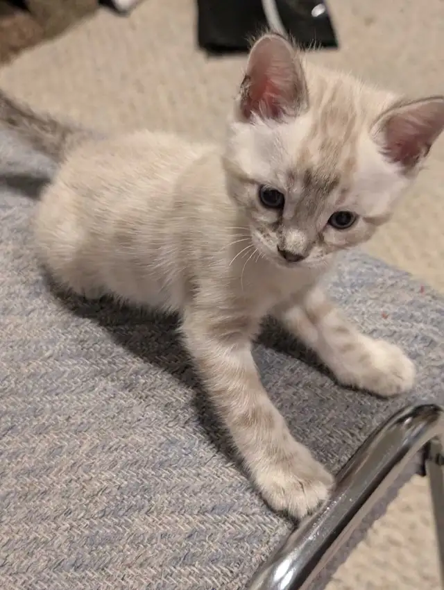 BENGAL KITTENS - Photo 7