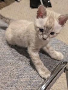 BENGAL KITTENS - Photo 7