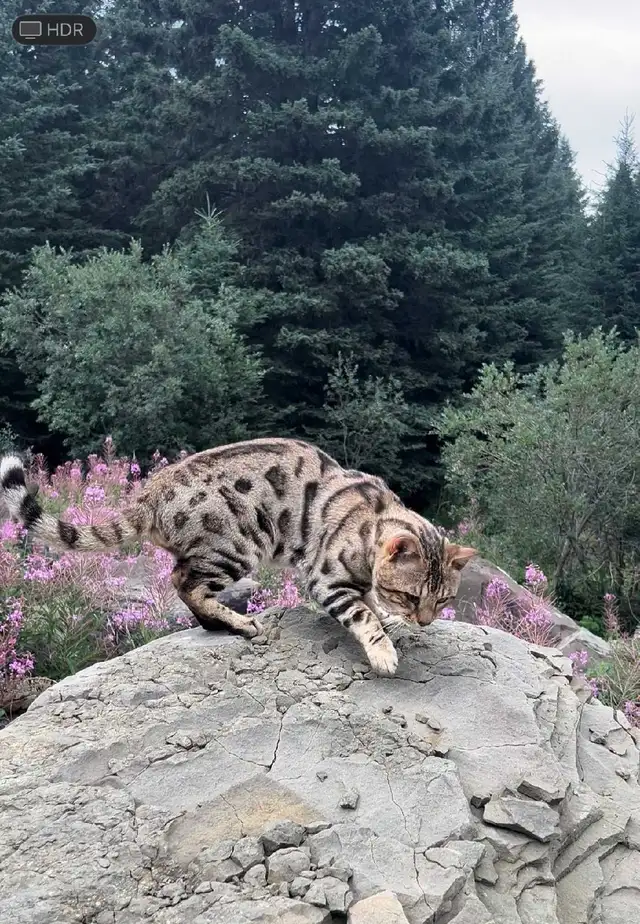 BENGAL KITTENS - Photo 9