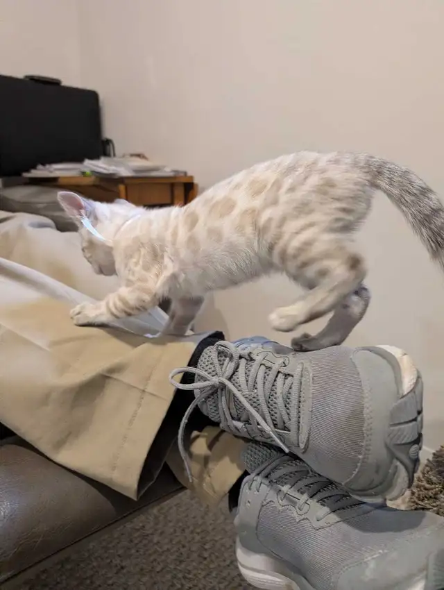 BENGAL KITTENS - Photo 10