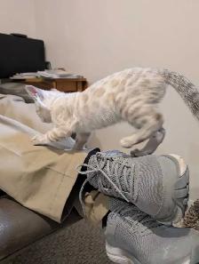 BENGAL KITTENS - Photo 10