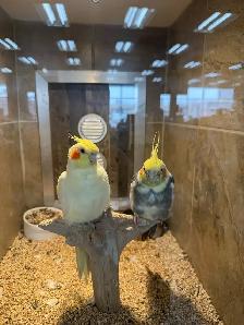 Cockatiel adult 3 ans / 3 year old cockatails