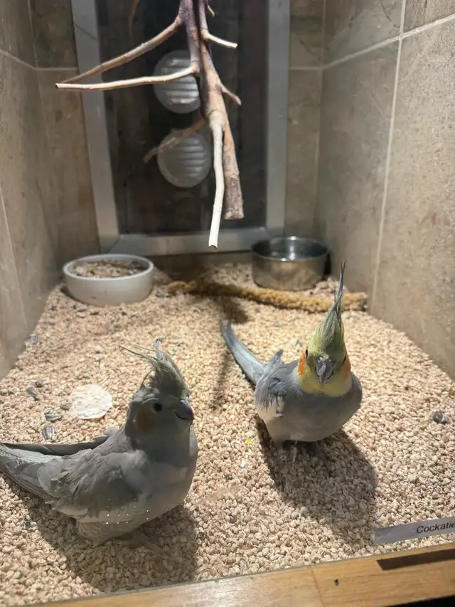 Cockatiel adult 3 ans / 3 year old cockatails - Photo 2