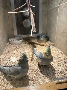 Cockatiel adult 3 ans / 3 year old cockatails - Photo 2