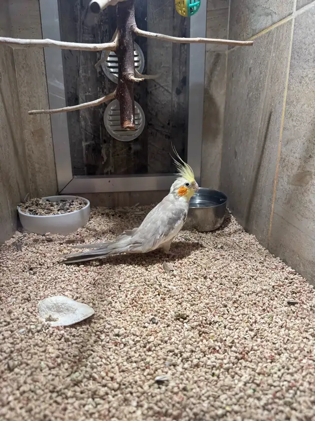 Cockatiel adult 3 ans / 3 year old cockatails - Photo 3