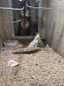 Cockatiel adult 3 ans / 3 year old cockatails - Photo 3