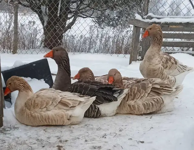 Oies femelle à vendre