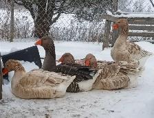 Oies femelle à vendre