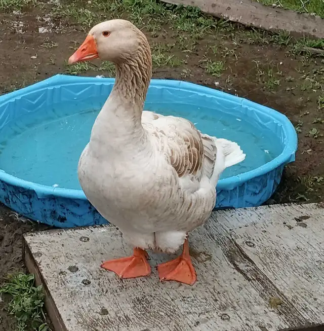 Oies femelle à vendre - Photo 2