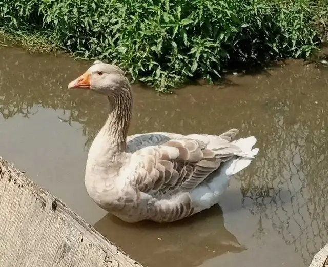 Oies femelle à vendre - Photo 3