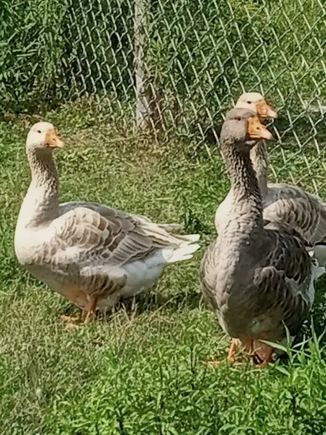 Oies femelle à vendre - Photo 4