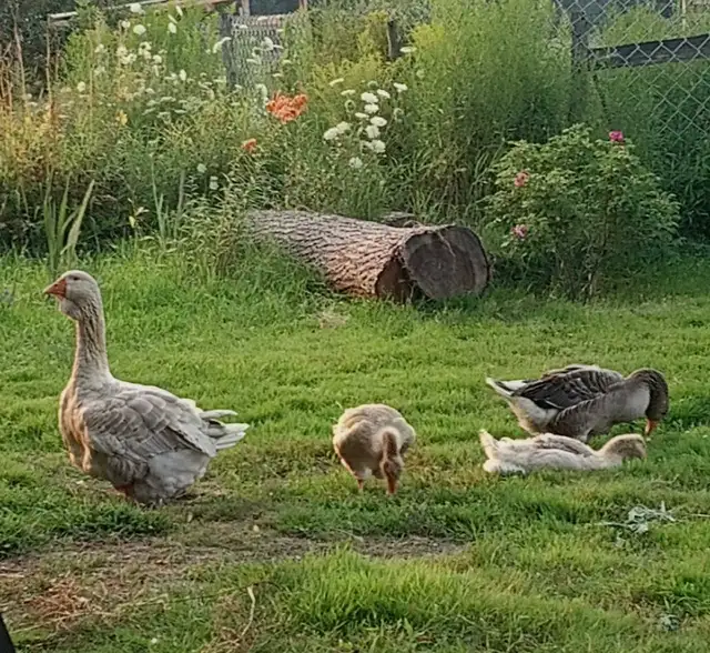 Oies femelle à vendre - Photo 5