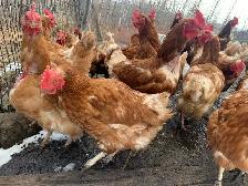 chickens - Photo 2