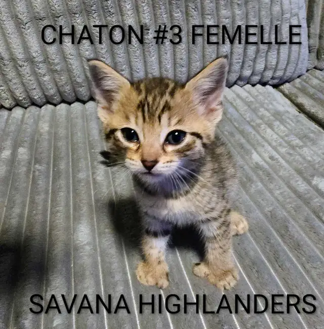 CHATONS HIGHLANDS LYNX -X-SAVANA HIGHLANDERS F5 - Photo 3
