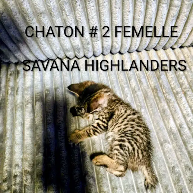 CHATONS HIGHLANDS LYNX -X-SAVANA HIGHLANDERS F5 - Photo 4
