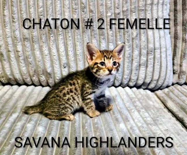 CHATONS HIGHLANDS LYNX -X-SAVANA HIGHLANDERS F5 - Photo 5
