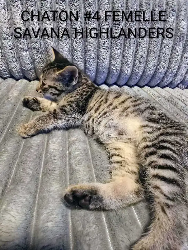 CHATONS HIGHLANDS LYNX -X-SAVANA HIGHLANDERS F5 - Photo 7