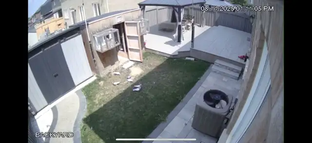 Malwai pigeons - Photo 2