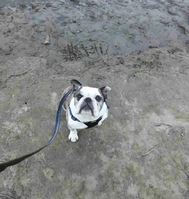 English bulldog looking for his forever home