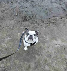 English bulldog looking for his forever home