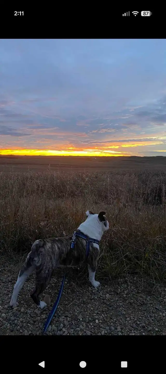 English bulldog looking for his forever home - Photo 2