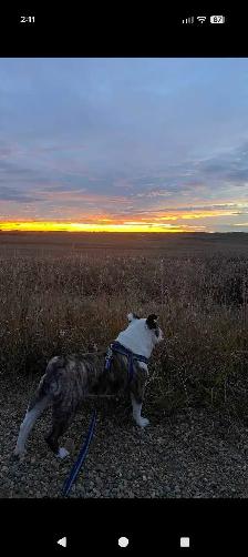English bulldog looking for his forever home - Photo 2