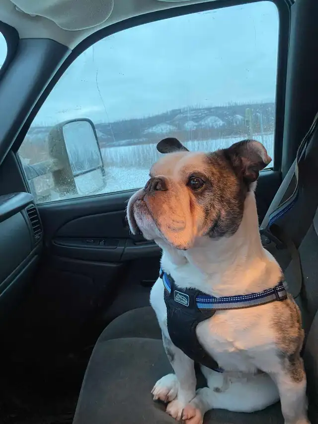 English bulldog looking for his forever home - Photo 3