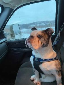 English bulldog looking for his forever home - Photo 3