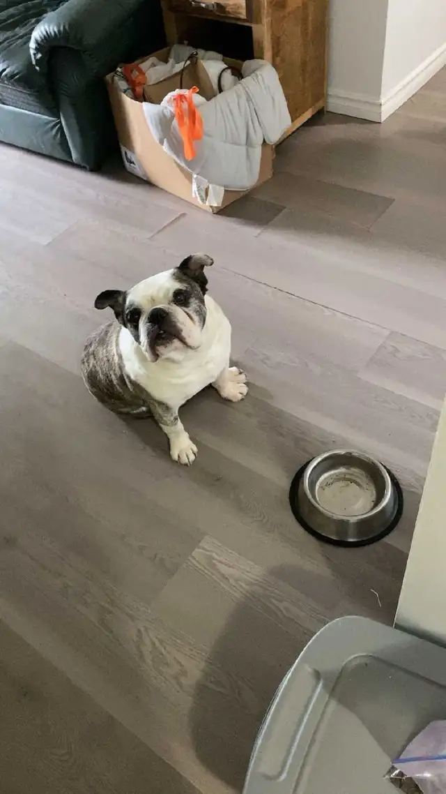 English bulldog looking for his forever home - Photo 4