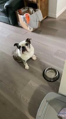 English bulldog looking for his forever home - Photo 4