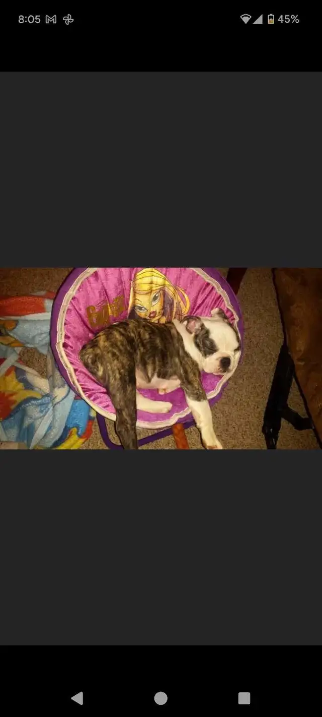 English bulldog looking for his forever home - Photo 5