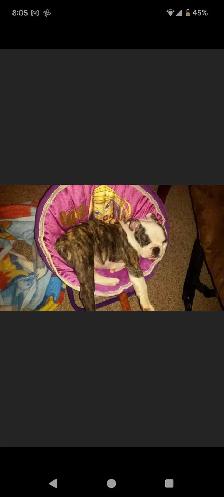 English bulldog looking for his forever home - Photo 5