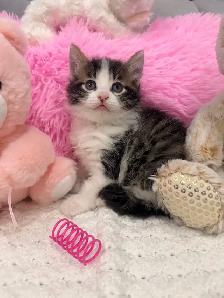 ❤️ Bengal/Siberian kittens ❤️(437) 292-1163