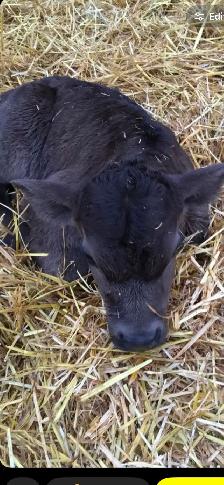 Calf for sale