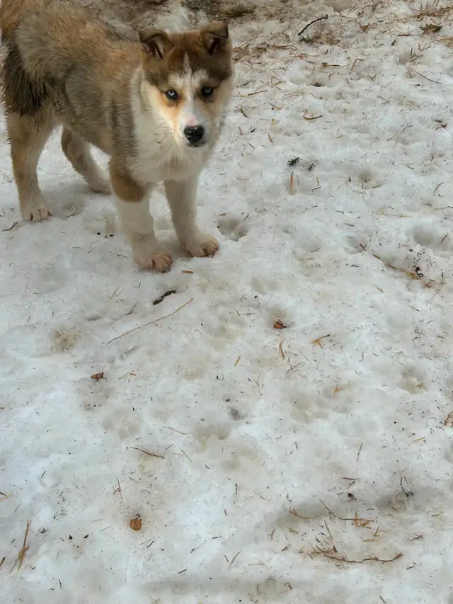 Seppala Siberian Husky