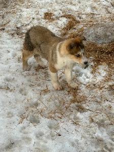 Seppala Siberian Husky - Photo 2