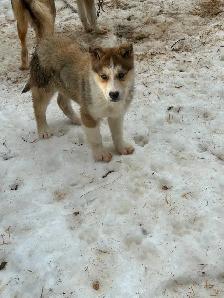 Seppala Siberian Husky - Photo 2