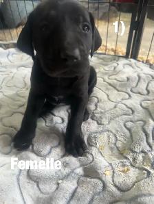 Chiots Labrador X Braque allemand à vendre 700$