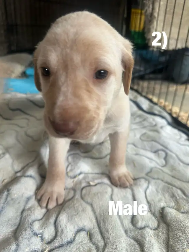 Chiots Labrador X Braque allemand à vendre 700$ - Photo 2