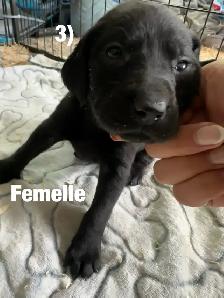 Chiots Labrador X Braque allemand à vendre 700$ - Photo 3