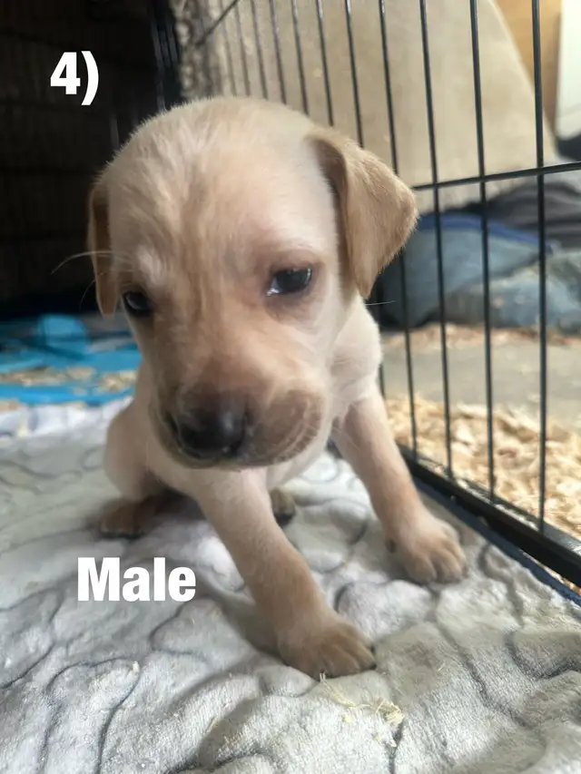 Chiots Labrador X Braque allemand à vendre 700$ - Photo 4