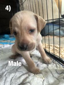 Chiots Labrador X Braque allemand à vendre 700$ - Photo 4