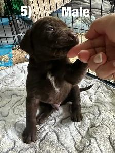 Chiots Labrador X Braque allemand à vendre 700$ - Photo 5