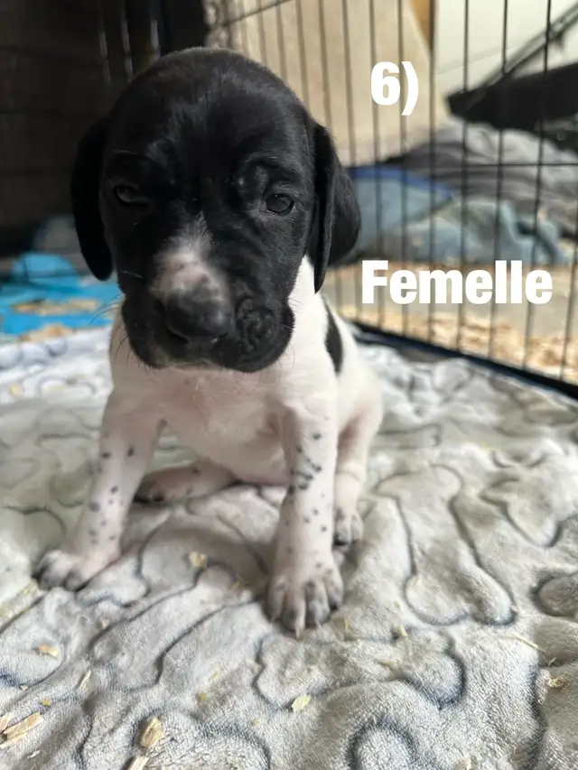 Chiots Labrador X Braque allemand à vendre 700$ - Photo 6