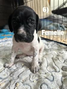 Chiots Labrador X Braque allemand à vendre 700$ - Photo 6