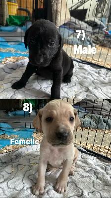 Chiots Labrador X Braque allemand à vendre 700$ - Photo 7