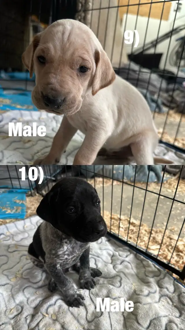 Chiots Labrador X Braque allemand à vendre 700$ - Photo 8